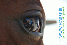 horse eye.gif