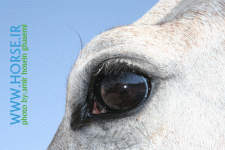 horse eye1.gif