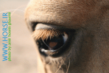 horse eye2.gif