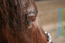 horse eye3.gif
