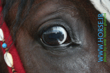 horse eye4.gif