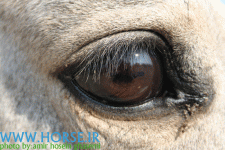 horse eye5.gif