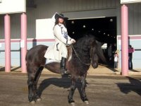 cheval canadien horse.jpg