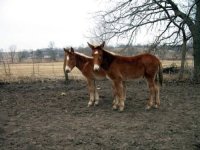 05MuleColtsStars.jpg