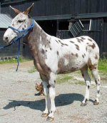 Mule_Apaloosa.jpg