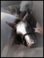 Horse_love.jpg