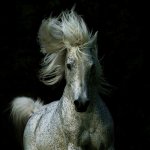 pc064593aa356e11e0651a145b80631fd6_Love-is-in-the-Hair-uploaded-by-observer-category-tags-horse-.jpg