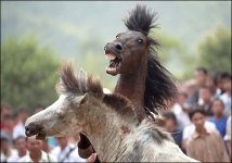 CHINAhorses.jpg