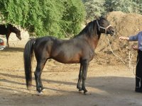 arabian horse iran (2).jpg