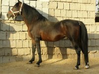 arabian horse iran (8).jpg