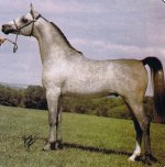 ANSATA IMPERIAL @ Yearling.jpg