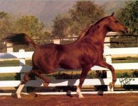 PADRON (Patron - Odessa by Bright Wings).jpg