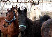 turkmen horse iran (8).jpg