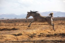 kurdish-mare3.jpg