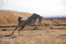 kurdish-mare5.jpg