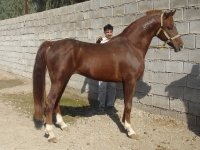zoljanah (2).JPG