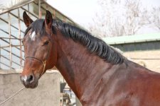 www horse ir (5).jpg