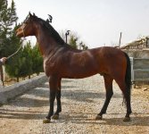 www horse ir (4).jpg