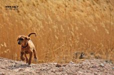 persian saluki (1).jpg