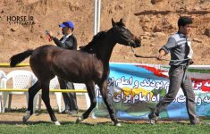ahwaz arabian horse show (6).jpg