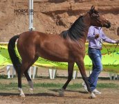 asil horseshow iran ahwaz (7).jpg