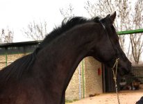 www horse ir (2).jpg