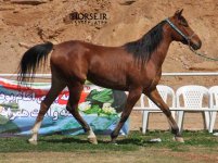 persian horse show ahwaz (10).jpg
