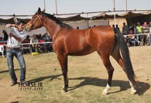 persian horse show ahwaz (22).jpg