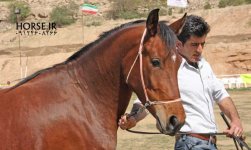 persian horse show ahwaz (23).jpg