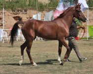 persian horse show ahwaz (29).jpg