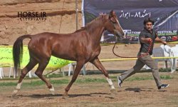 persian horse show ahwaz (30).jpg
