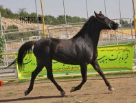 persian asil horse show (3).jpg