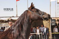 persian asil horse show (4).jpg