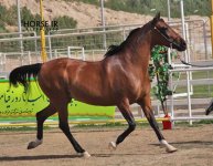 persian asil horse show (5).jpg