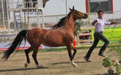 persian asil horse show (9).jpg