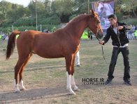 persian asil horse show (13).jpg