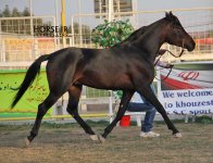 persian asil horse show (24).jpg