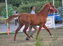 persian asil horse show (25).jpg