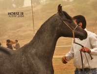 persian asil horse (1).jpg