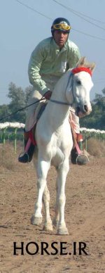 ahwaz horse 1383 (5).jpg