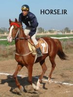 ahwaz horse 1383 (13).jpg