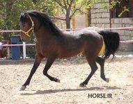 iran asil horse (4).jpg