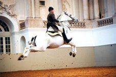 classical-dressage-pic.jpg