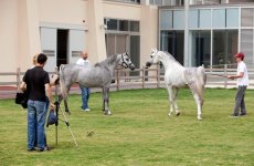 al shaqab1.jpg