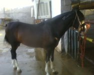 IMG0537A.jpg
