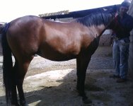 IMG0425A.jpg