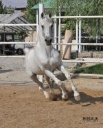 IMG_0943.jpg