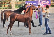 arabian asil show (1).jpg