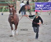 arabian asil show (4).jpg