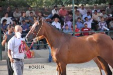 arabian asil show (13).jpg